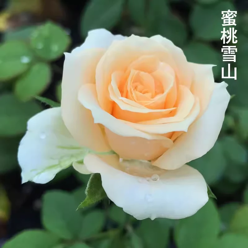 阳台盆栽植物【蜜桃雪山】月季花苗四季开花花卉切花玫瑰抗病抗寒