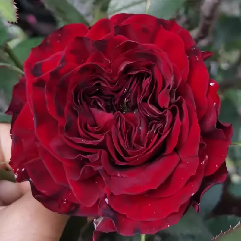 新品种【红梅拉】厄瓜多尔进口切花月季耐热耐开扦插小苗盆栽花卉