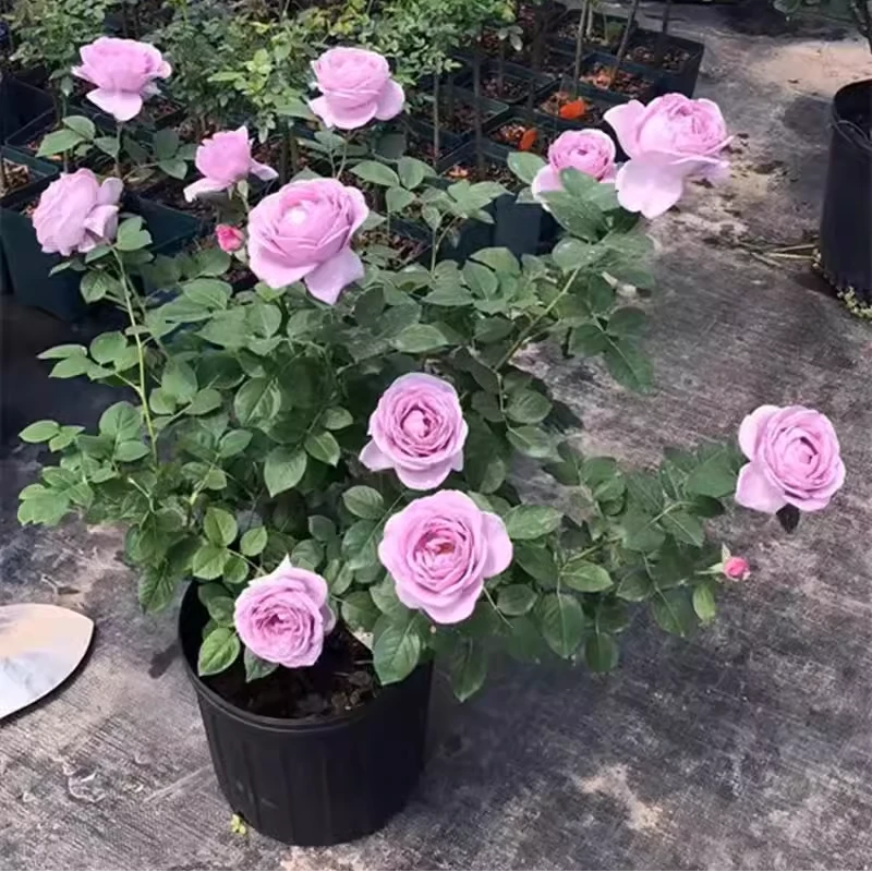 【蓝色风暴】蓝紫色特大花浓香月季盆栽四季开花玫瑰阳台庭院爬藤