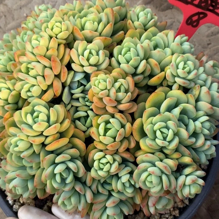 鲑****）我是真的很喜欢