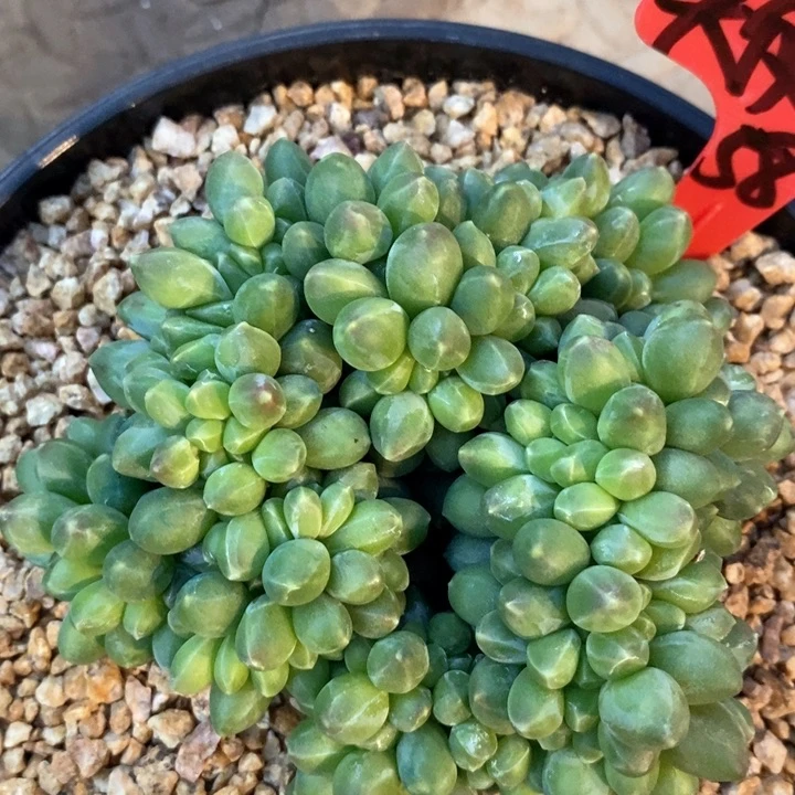 天**翼我是真的很喜欢