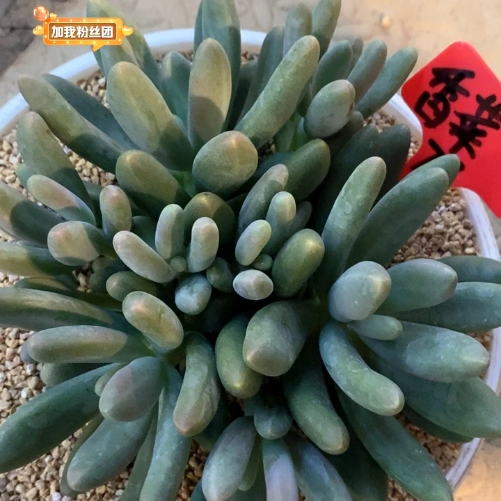 香****6我是真的很喜欢