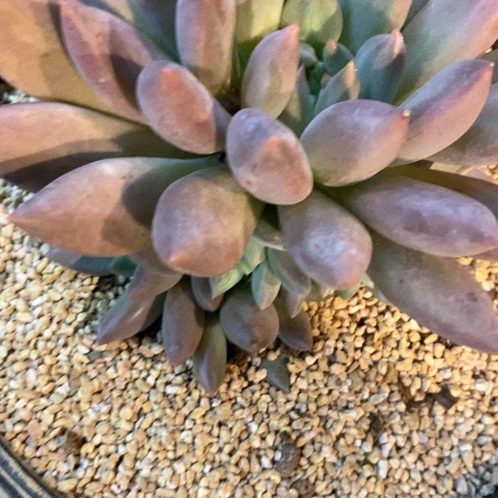 喜*我是真的很喜欢