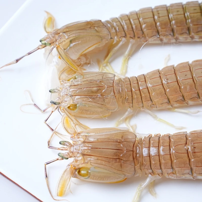 【缺氧压冰发皮皮虾】【收到务必马上烹饪】福建省内可拍保鲜不活