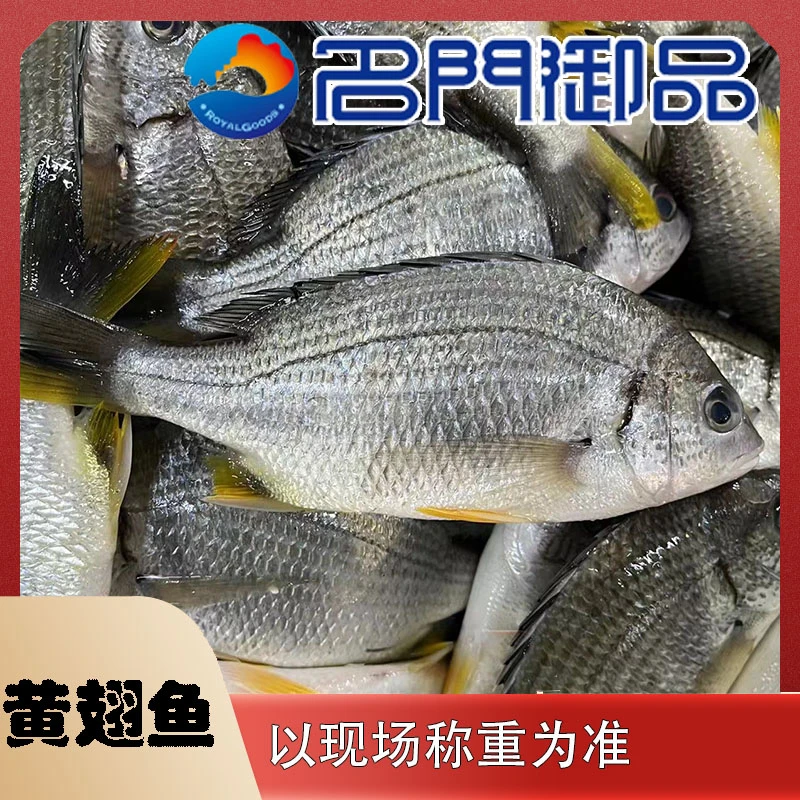 【黄翅鱼5斤】海产品黄翅鱼直播称重