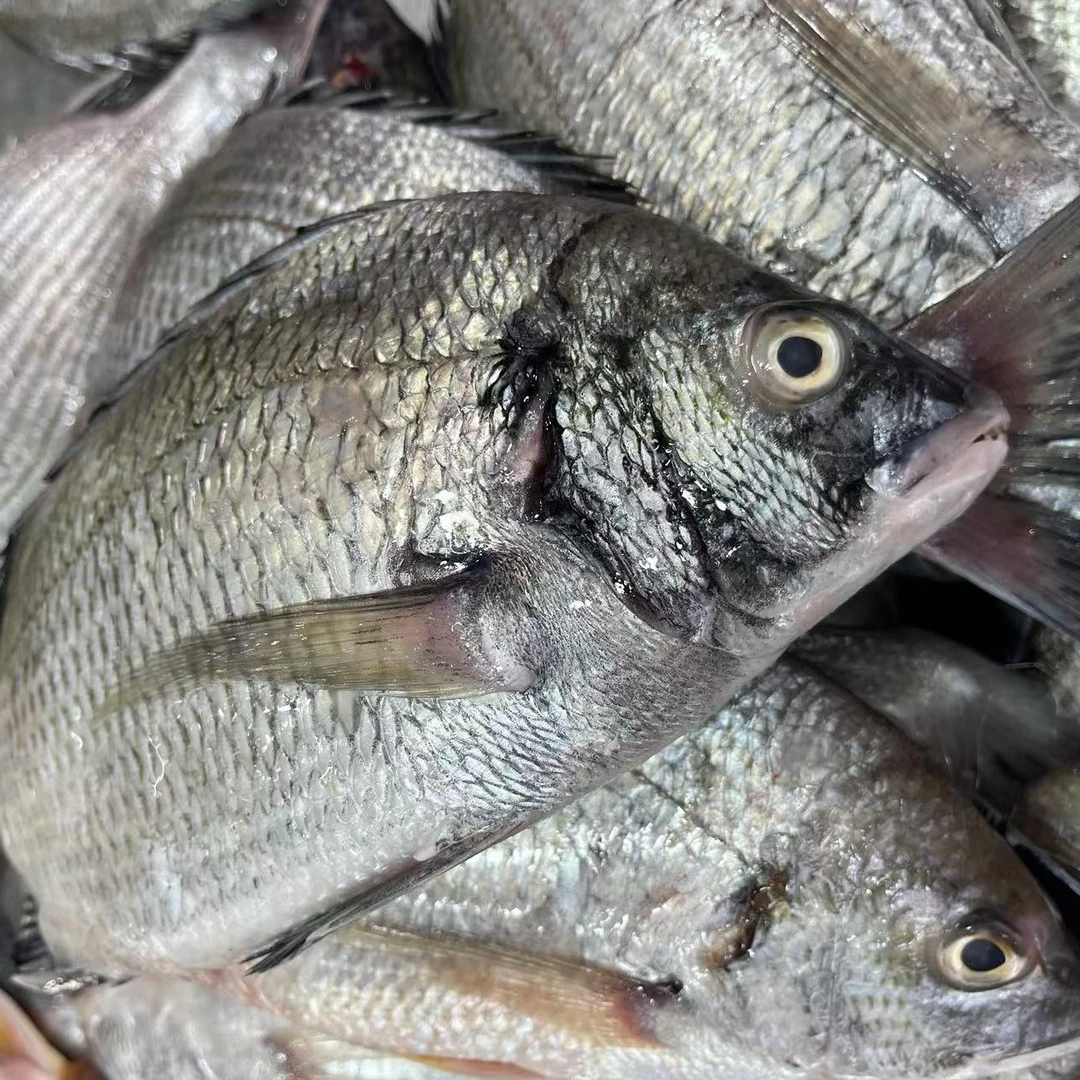 【海鲫鱼】福建省内可拍保鲜