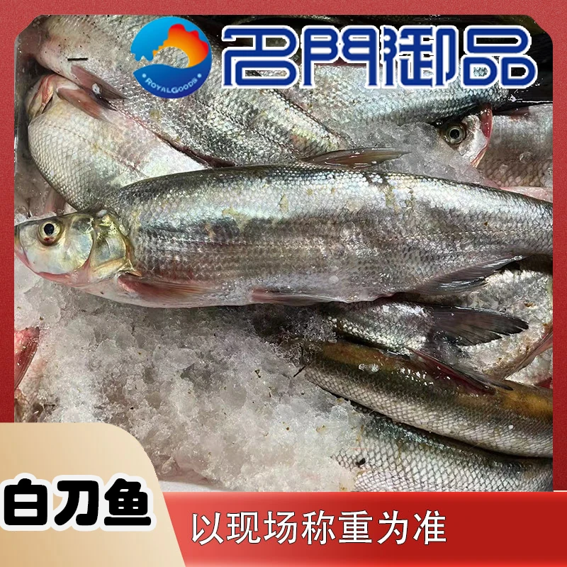 【白刀鱼】淡水鱼白刀鱼直播称重
