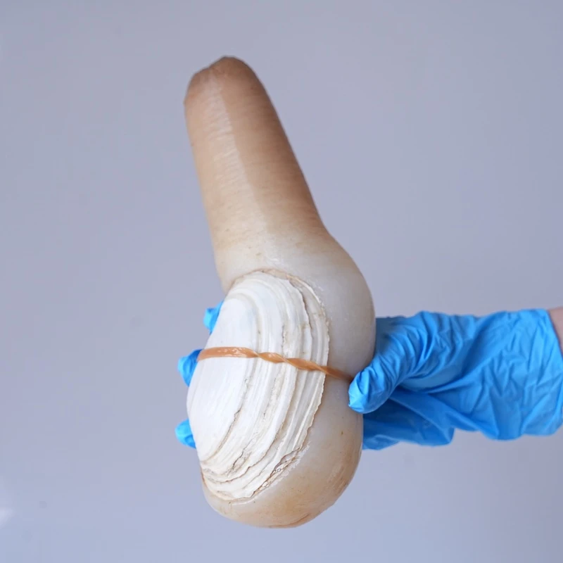 【象拔蚌】保鲜不保活福州同城拍破坏活度不好