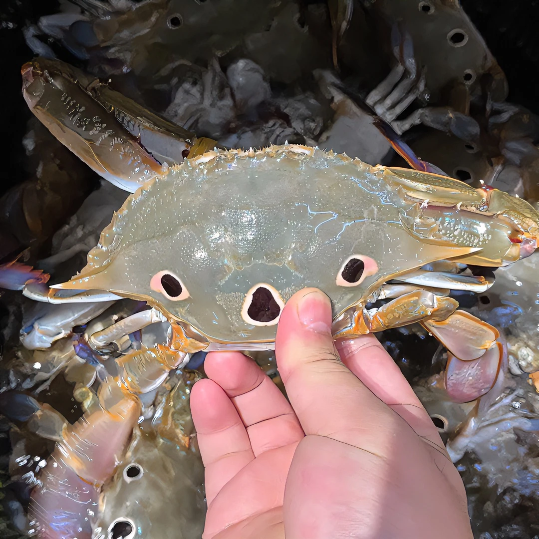 【睡着三眼蟹】5斤 海产营养美味三眼蟹美味青蟹