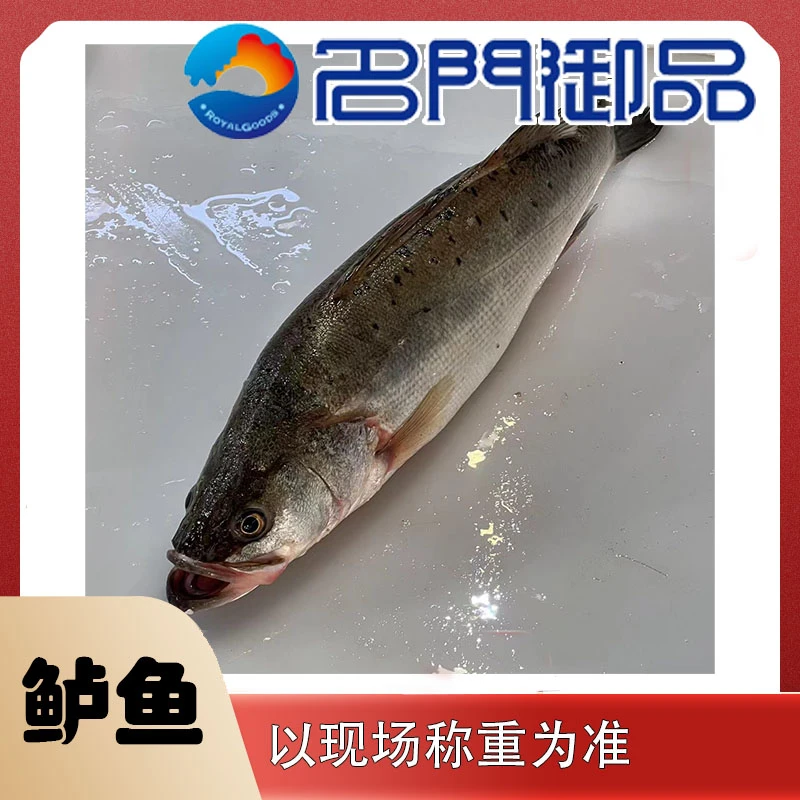 鲈鱼合本港鲈鱼福州发货省外可拍