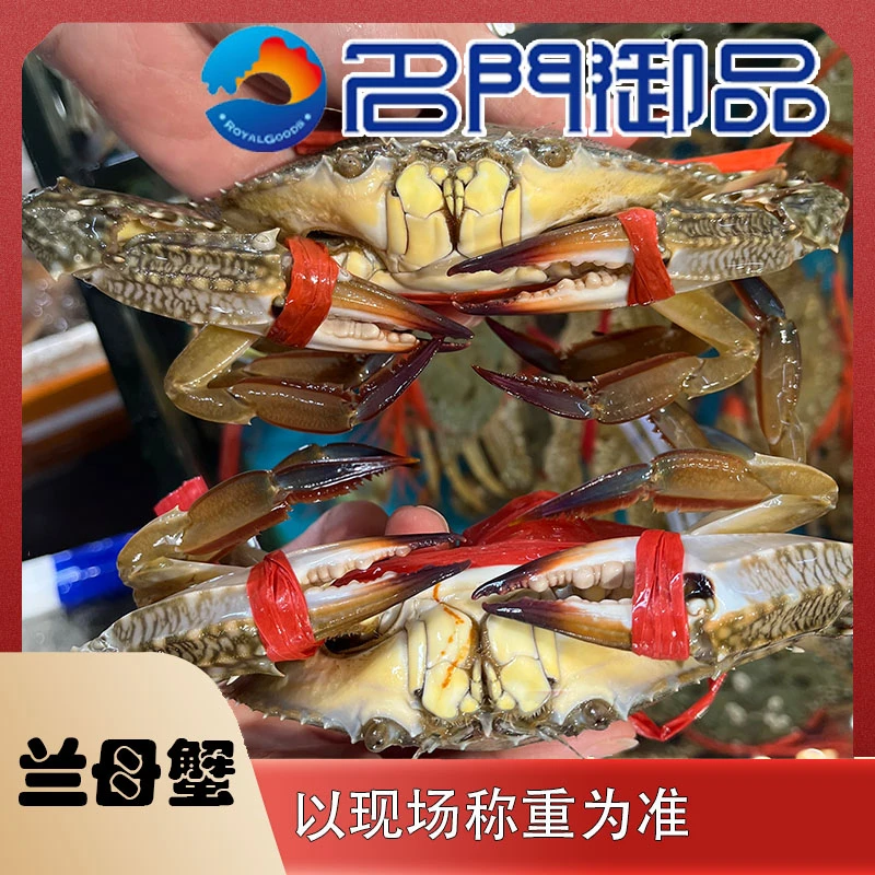 【兰母蟹】2斤海产品 兰母蟹福建省内可拍保鲜不保活