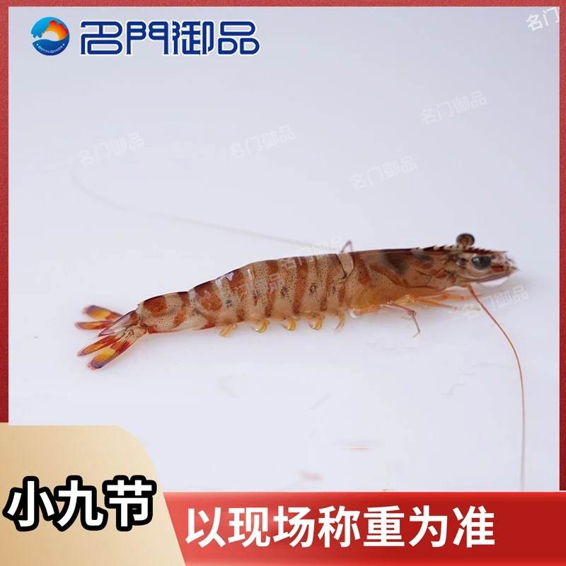 【名门御品】睡着小九节虾2号福建省内可拍