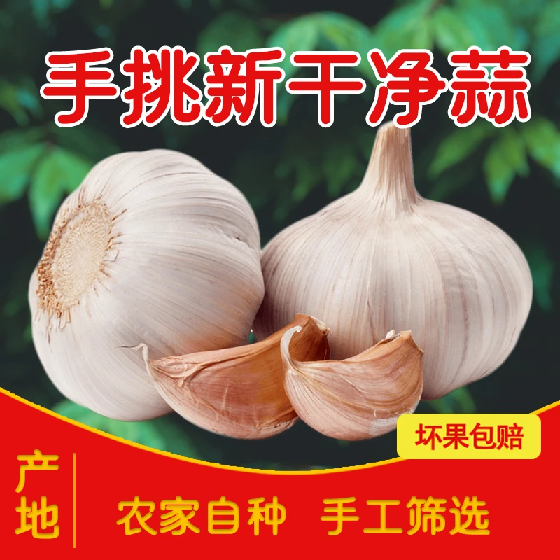 【十足新干蒜】大蒜头新鲜紫皮白皮蒜可种山东金乡自种