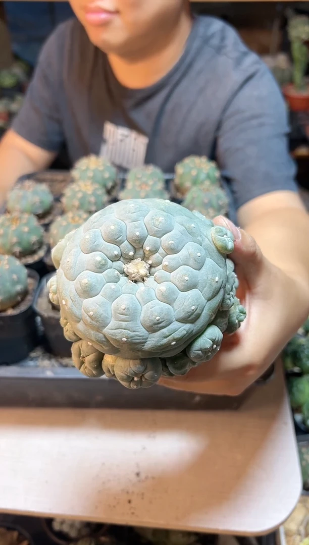 【闪购商品】36号自根佛头银兜10.8公分