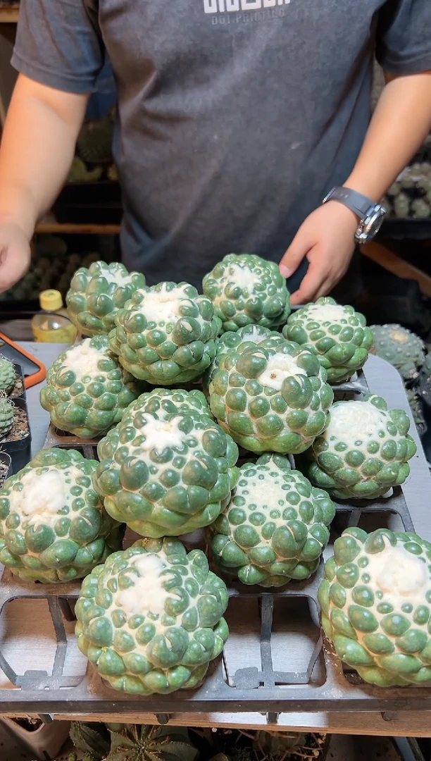 【闪购商品】无根无刺象牙8公分