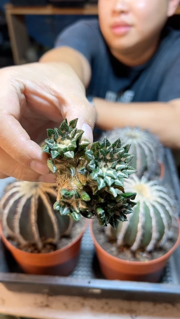 【闪购商品】12号自根黑牡丹7公分