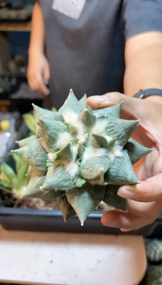 【闪购商品】晚11号背刺青瓷怒无根11公分