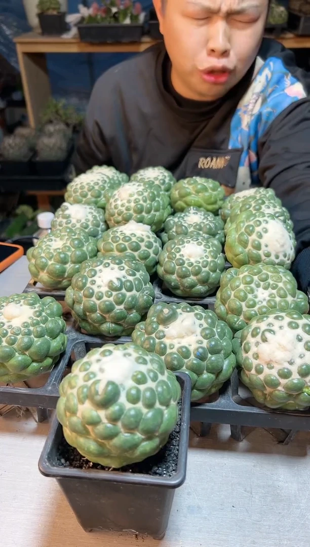 【闪购商品】无根蜘蛛眼7公分