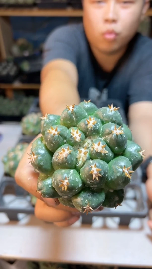 【闪购商品】无根短豪刺獠牙7.5公分