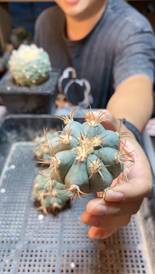 【闪购商品】一代侧平丸6.5公分无根