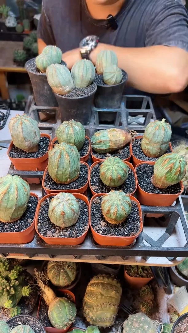 【闪购商品】自根铁锈欧布4公分