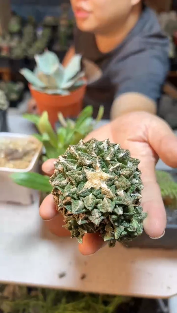 【闪购商品】晚6号自根细尤辛盾牡丹小损5.7公分