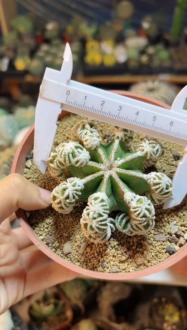 【闪购商品】1号新盾花笼7cm带木根