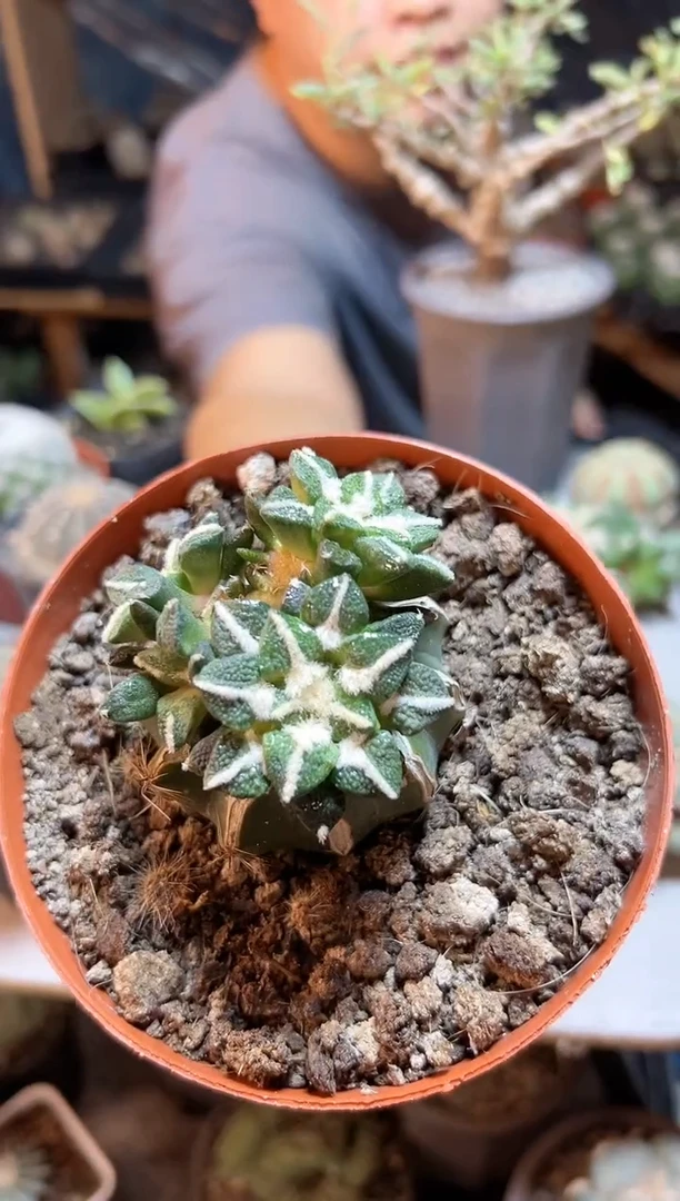 【闪购商品】晚9号多头大尤黑6.3公分草球