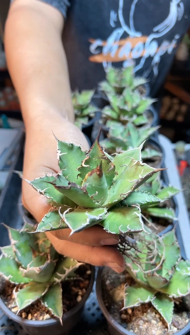 【闪购商品】凯撒8公分