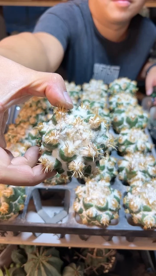 【闪购商品】无根刺缀象牙6.5公分