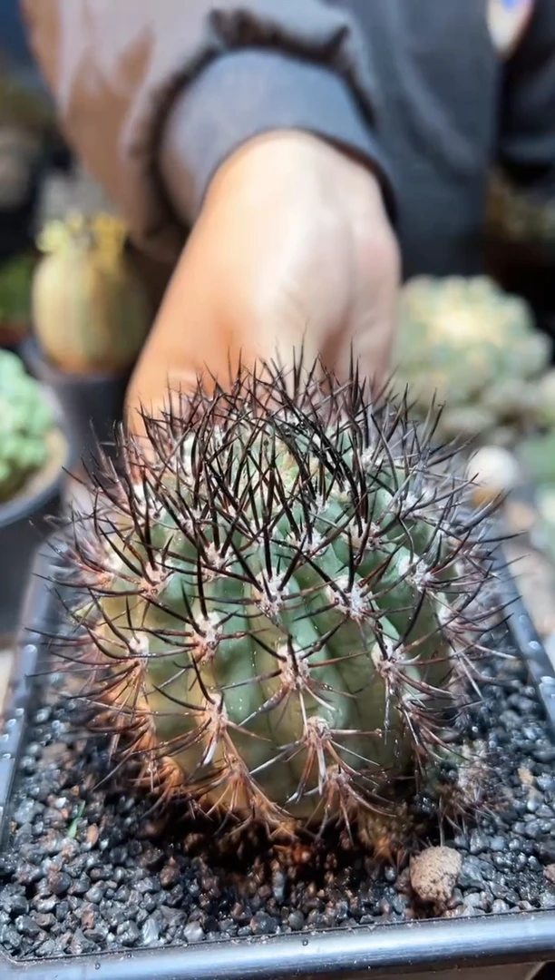 【闪购商品】晚5号自根黑刺逆豹6.5公分