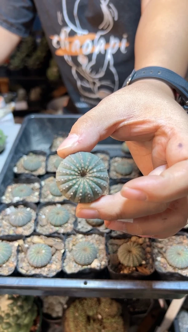 【闪购商品】实生大型士童2.8公分