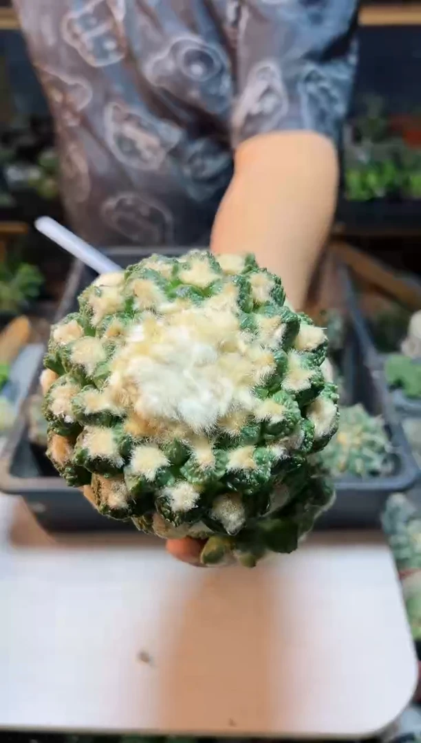 【闪购商品】龟甲牡丹带根12公分