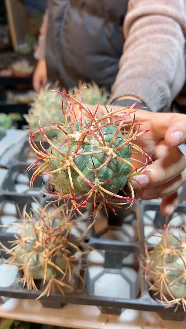 【闪购商品】苗接无根绯冠龙含刺9公分