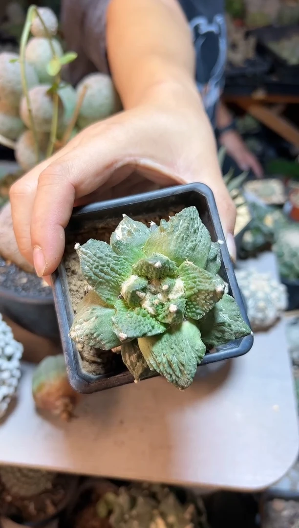 【闪购商品】晚38号好怒怒涛草球7.4公分