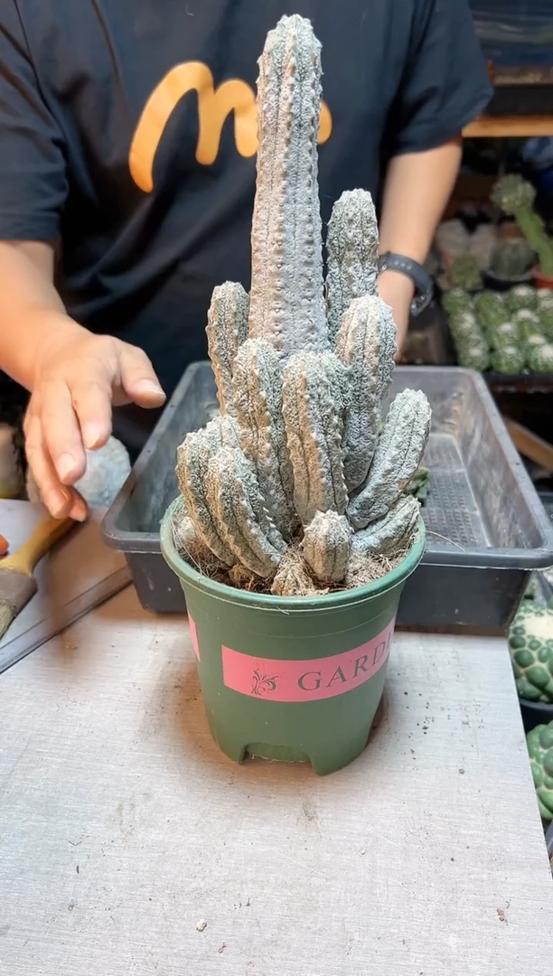 【闪购商品】5号自根水泥柱12.6公分