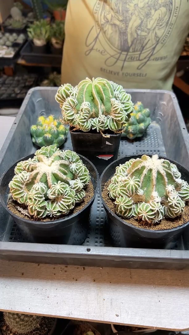 【闪购商品】辛盾花笼带小木心根9公分