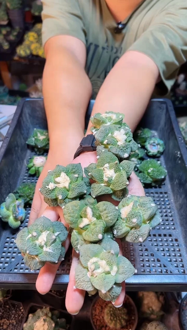 【闪购商品】苗接无根好怒怒涛1颗5公分