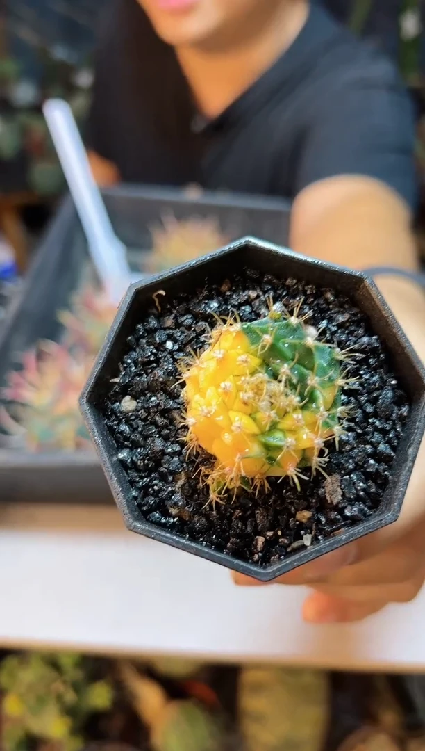 【闪购商品】2号自根帝冠锦3.4公分