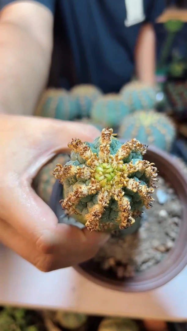 【闪购商品】1号号刺猫爪5公分