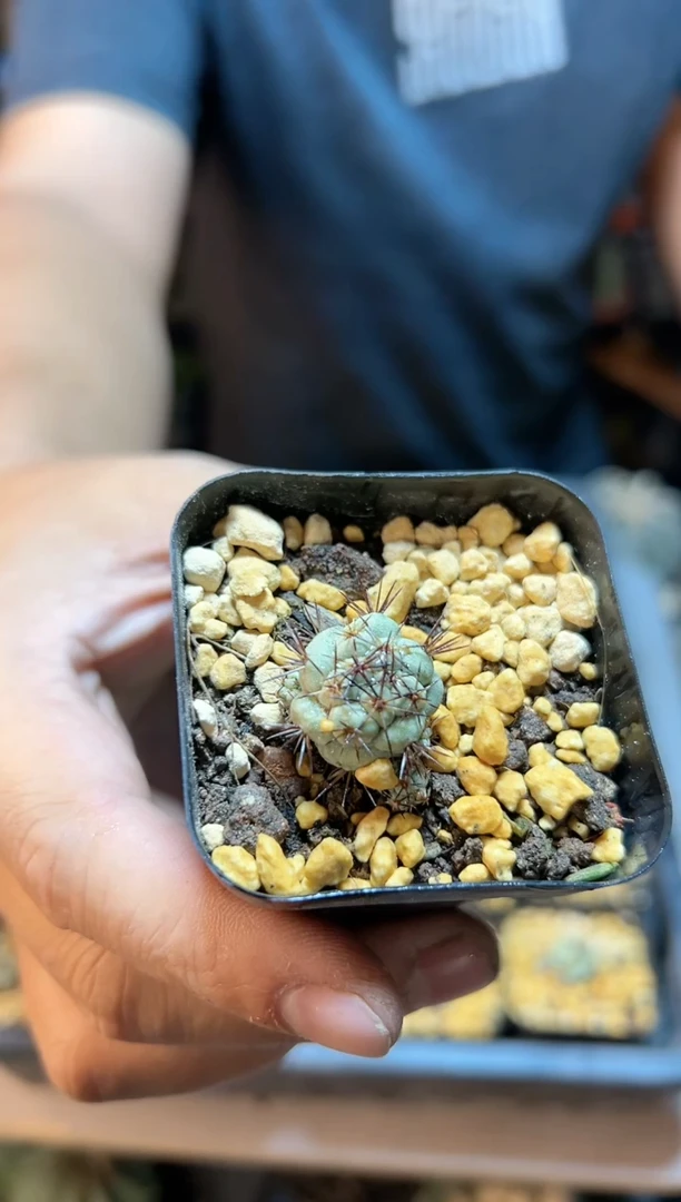 【闪购商品】自根帝王丸不大1.2公分