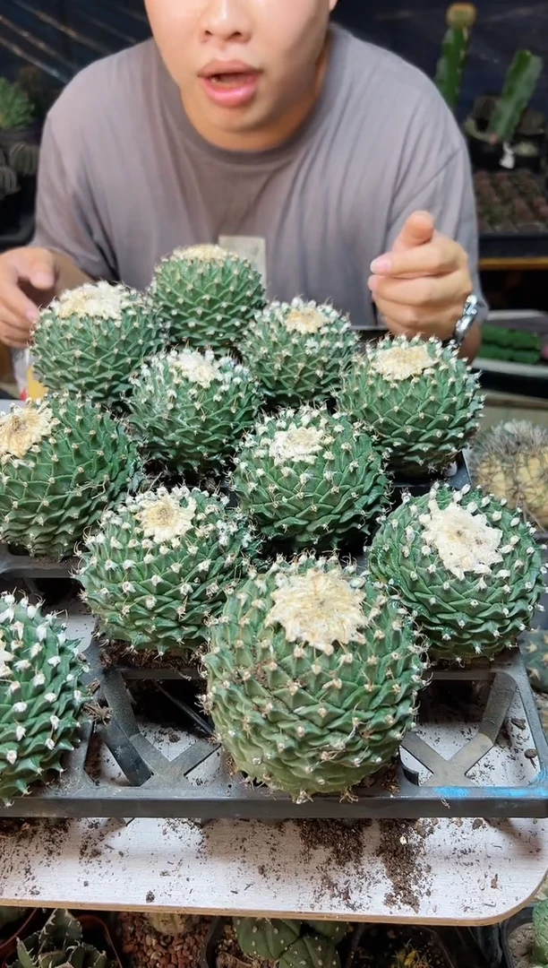 【闪购商品】帝冠带小木心8公分