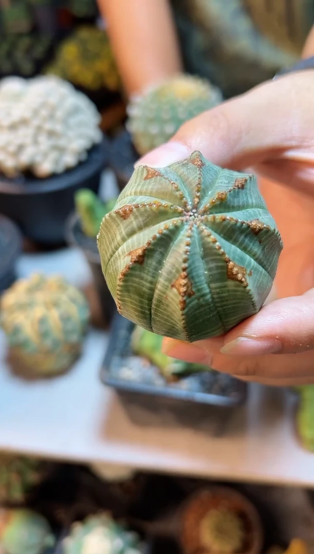【闪购商品】21号自根欧布带箭头4.7公分