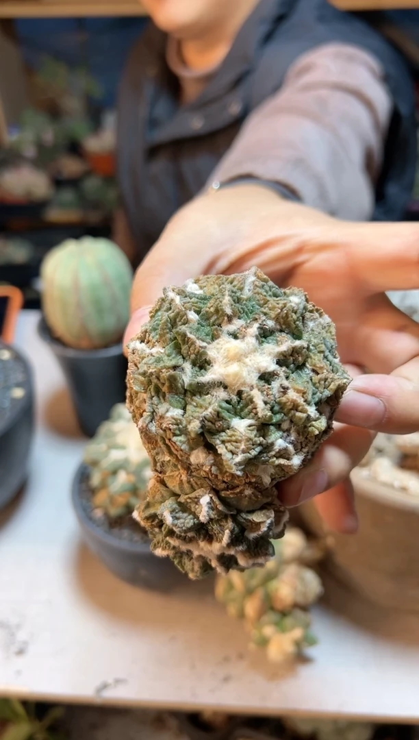 【闪购商品】晚3号自根战损龟甲牡丹8.8公分