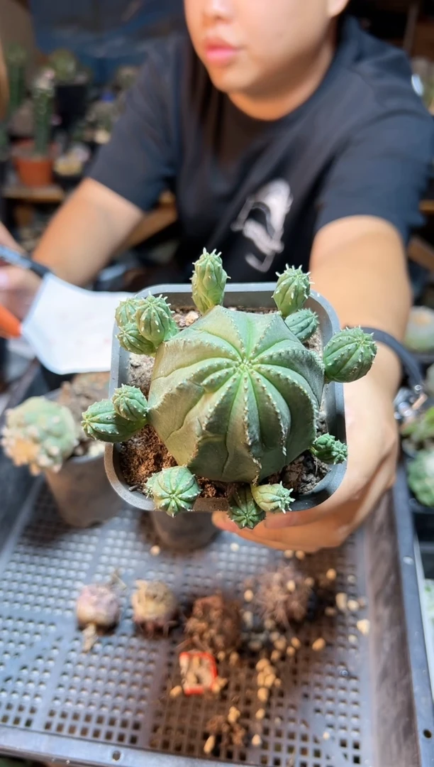 【闪购商品】晚11号泰布8公分