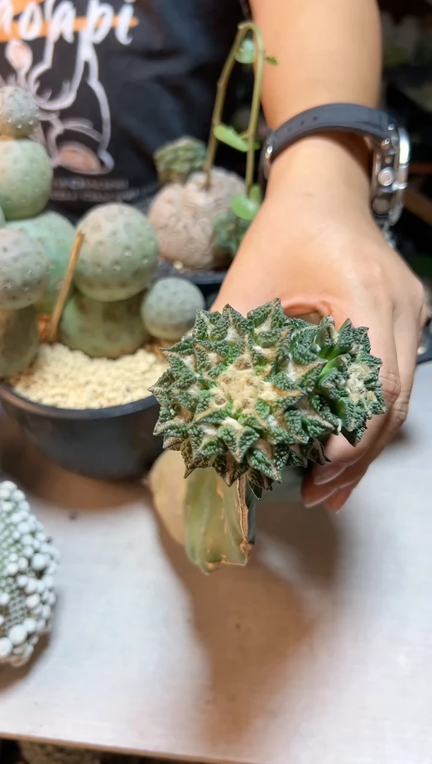 【闪购商品】晚29号颗粒尤黑牡丹7.4公分带柱