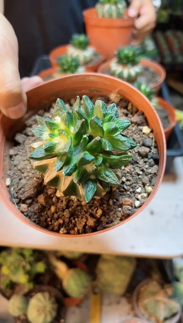 【闪购商品】3头龙角牡丹6.5公分草球