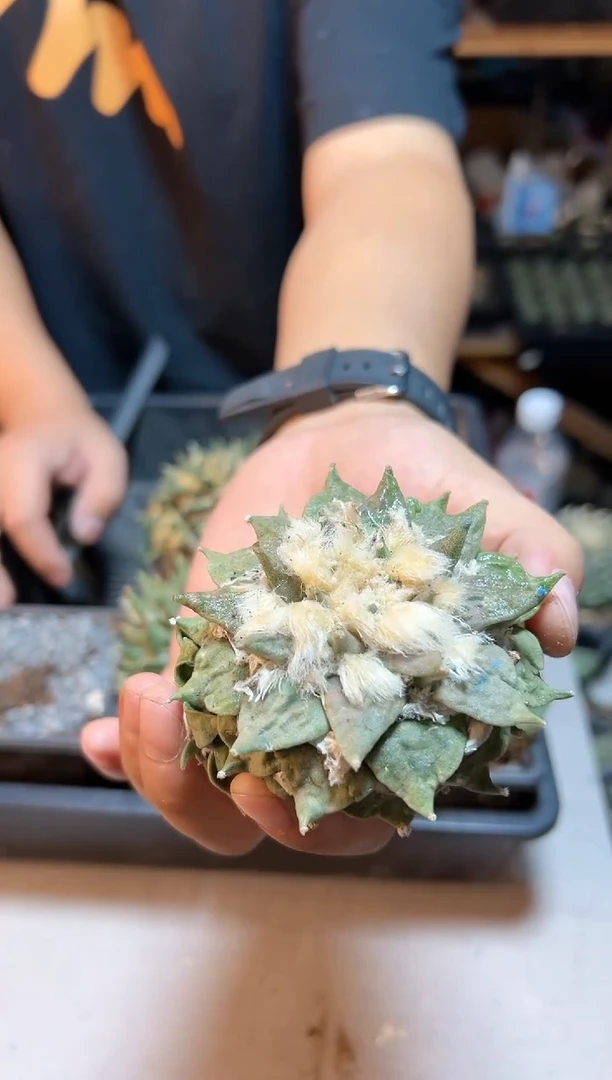 【闪购商品】5号自根花牡丹带怒1颗