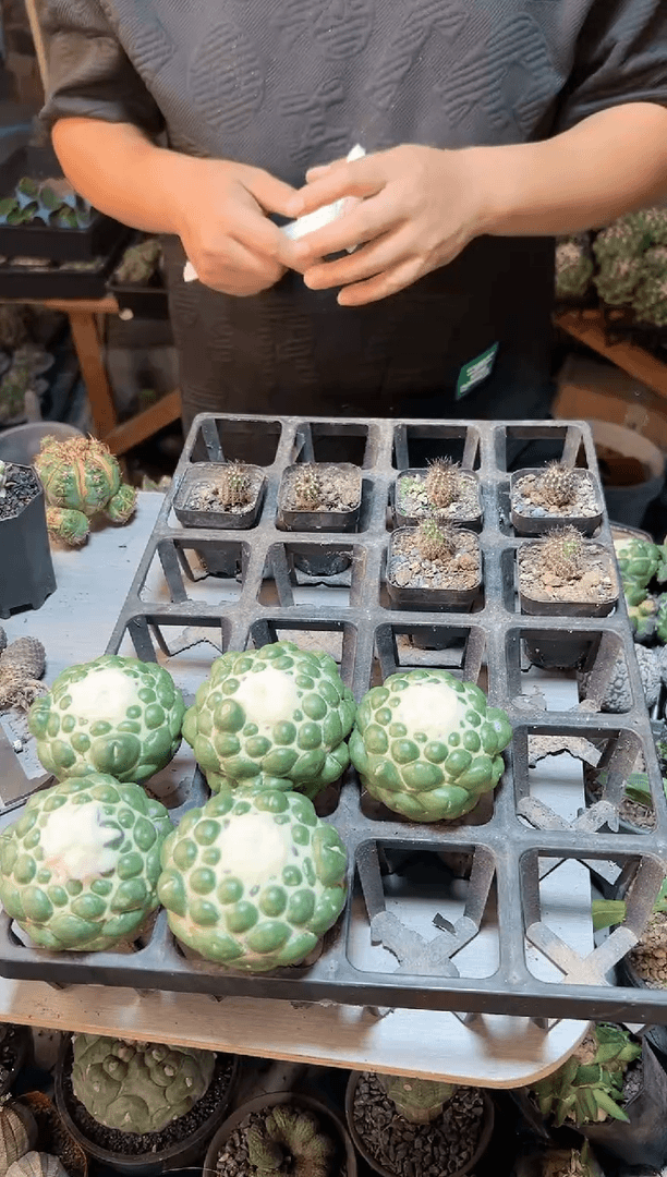 【闪购商品】无根蜘蛛眼7公分