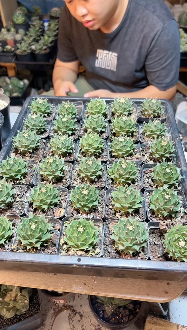 【闪购商品】实生帝冠4.3公分